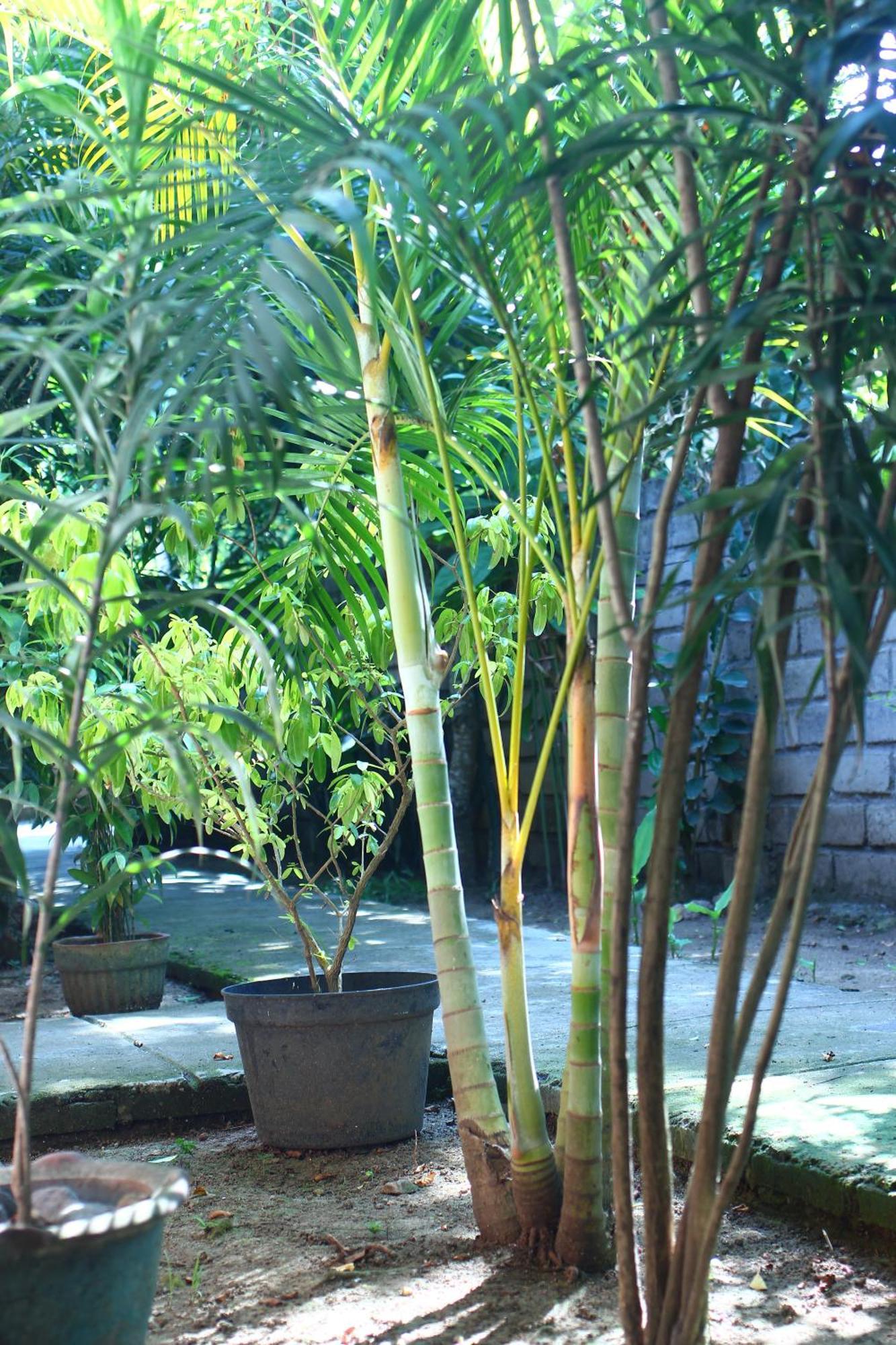 Three V Homestay Kuta  Dış mekan fotoğraf