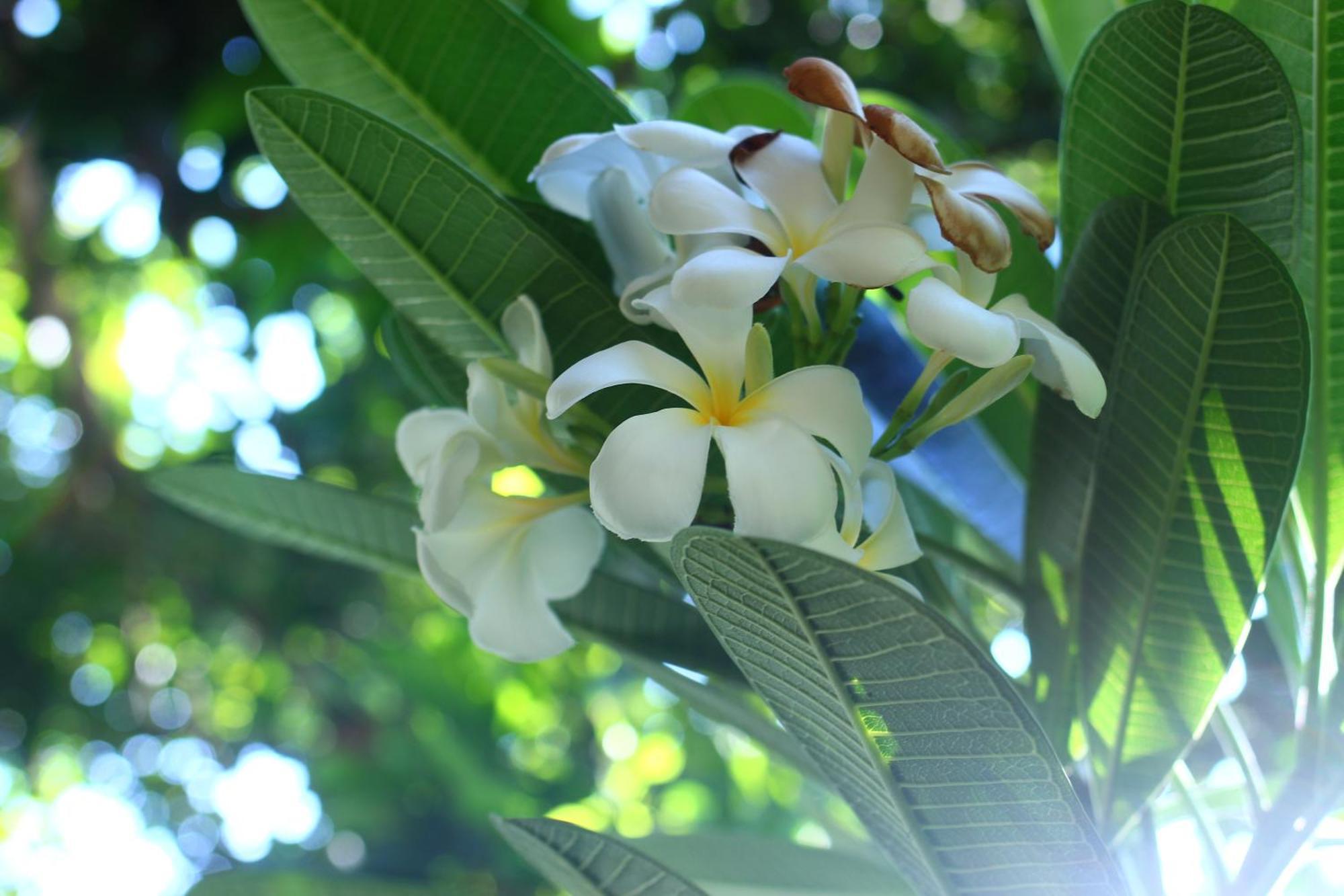 Three V Homestay Kuta  Dış mekan fotoğraf